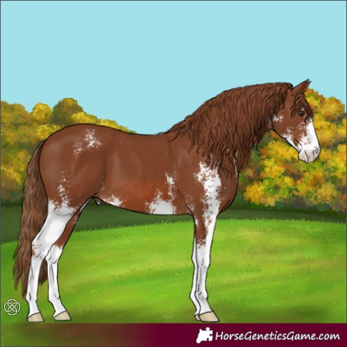 Horse Color:Chestnut Sabino