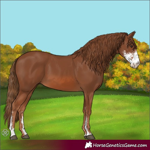 Horse Color:Chestnut Sabino 