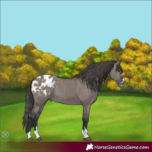 Horse Color:Grullo Appaloosa