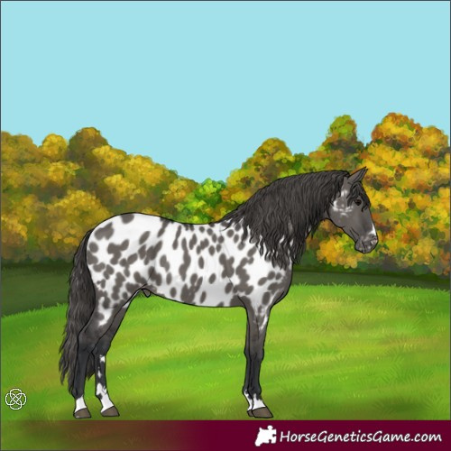 Horse Color:Grullo Appaloosa 