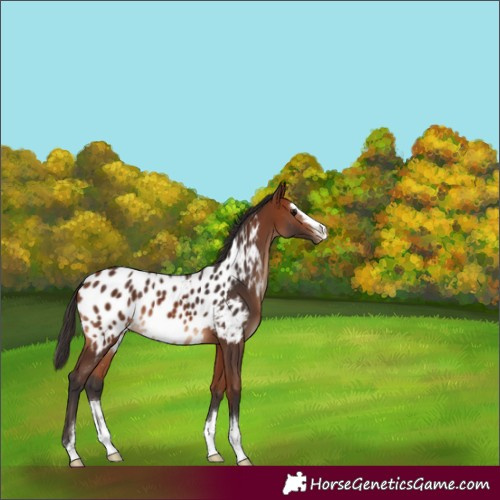 Horse Color:Bay Appaloosa 