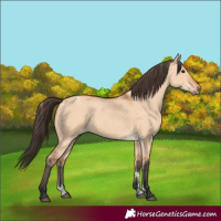 Horse Color:Powder White Bay Dun