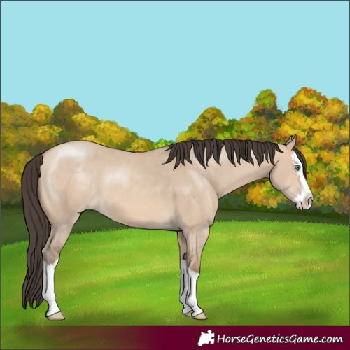 Horse Color:Amber Champagne Dun Splash