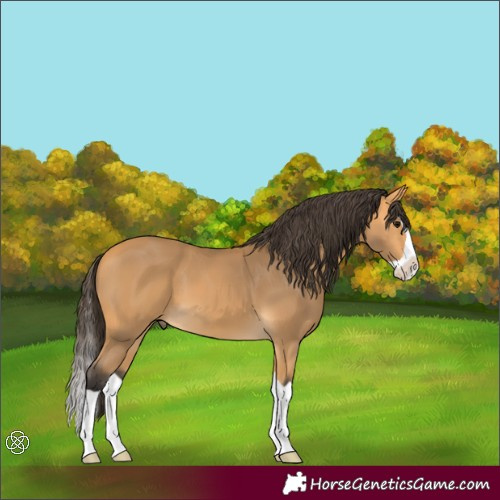 Horse Color:Buckskin Splash 