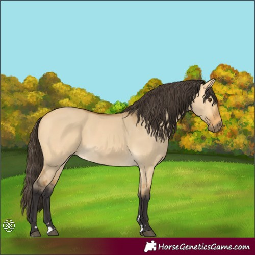 Horse Color:Buckskin Dun 