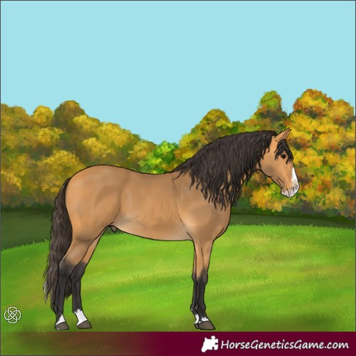 Horse Color:Buckskin Splash