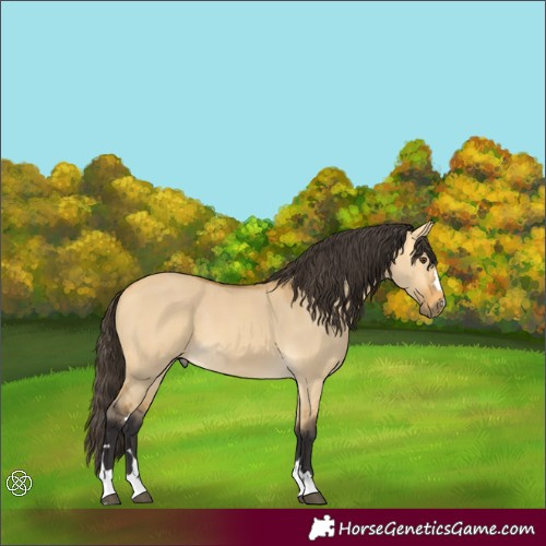 Horse Color:Buckskin Dun