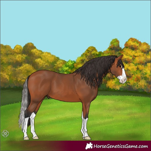 Horse Color:Bay Splash 