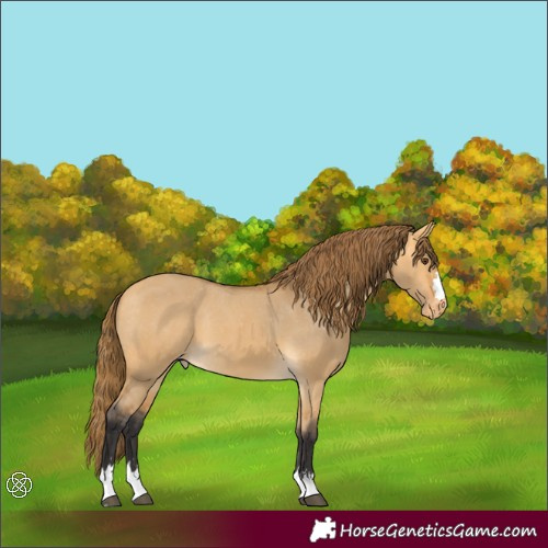 Horse Color:Buckskin Dun Appaloosa