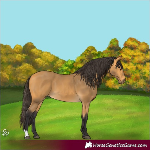 Horse Color:Buckskin