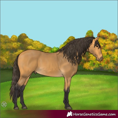 Horse Color:Buckskin