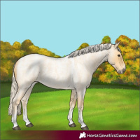 Horse Color:Powder White Palomino Roan 