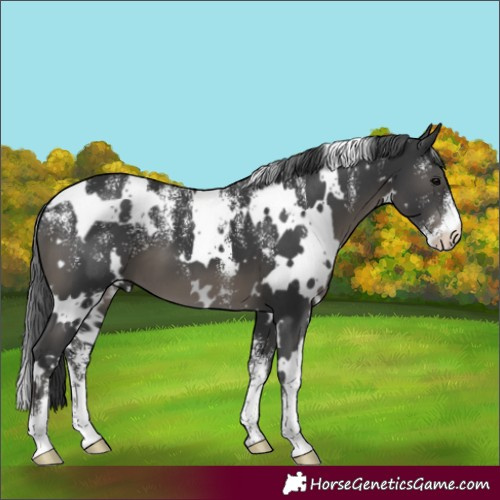 Horse Color:Powder White White Spotted Black 