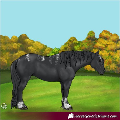 Horse Color:Powder White Black 