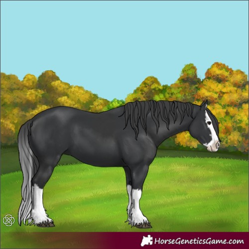 Horse Color:Black  and Black Splash 