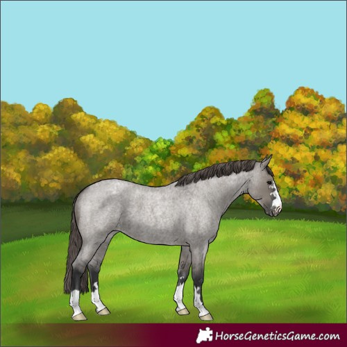 Horse Color:Grullo Roan Blanket 