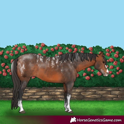 Horse Color:Powder White Bay