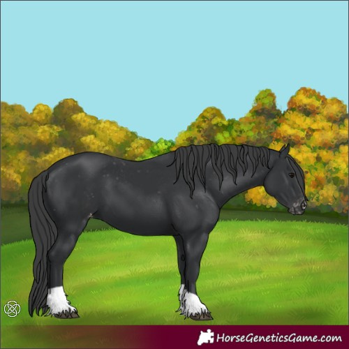 Horse Color:Black Appaloosa 
