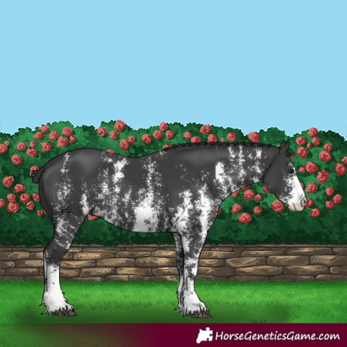 Horse Color:Black Mushroom Sabino 