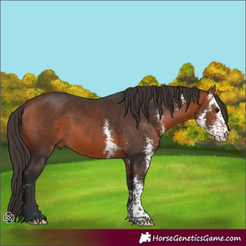 Horse Color:Bay Sabino 