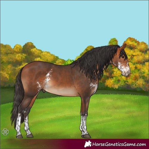 Horse Color:Bay Sabino