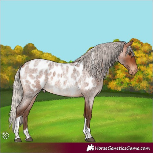 Horse Color:Silver Brown Roan Tobiano Appaloosa