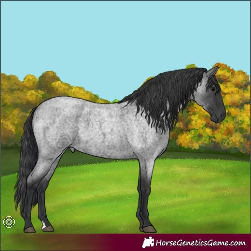 Horse Color:Blue Roan