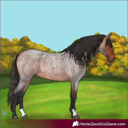 Horse Color:Bay Roan 