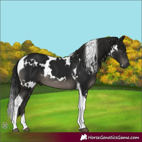 Horse Color:Gray White Spotted Black Tobiano 