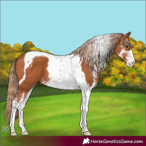 Horse Color:Chestnut Sabino Tobiano