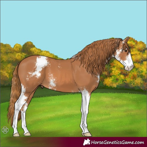 Horse Color:Chestnut Sabino 