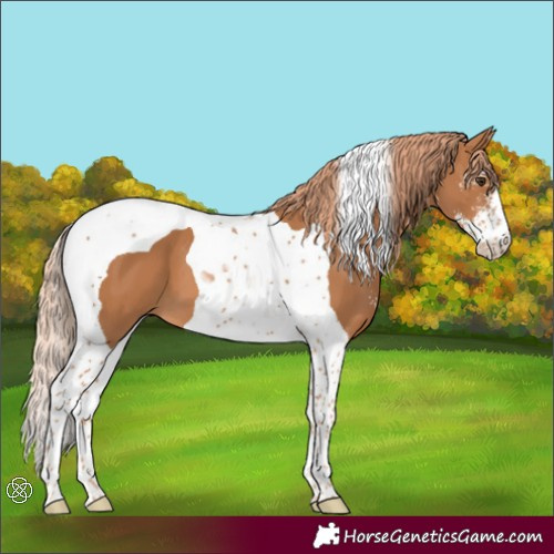 Horse Color:Chestnut Sabino Tobiano