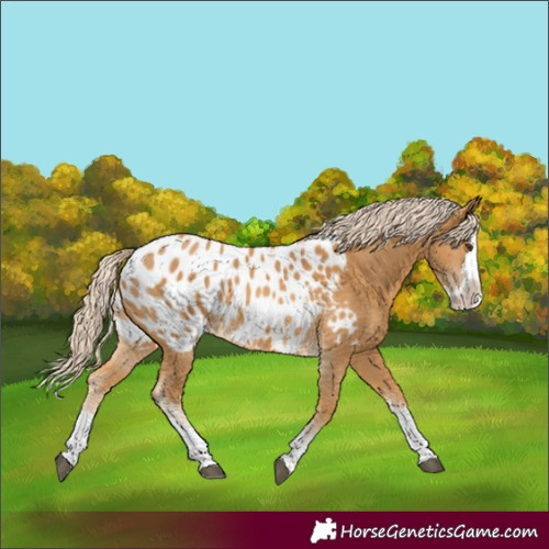 Horse Color:Palomino Sabino Splash Appaloosa