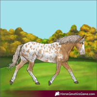 Horse Color:Palomino Sabino Splash Blanket