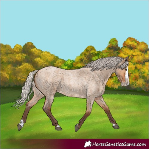 Horse Color:Silver Bay Roan Dun Splash Rabicano