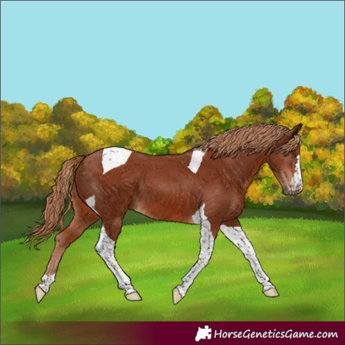 Horse Color:Chestnut Tobiano