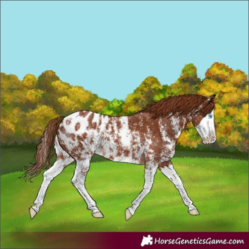 Horse Color:Chestnut Sabino Splash Appaloosa