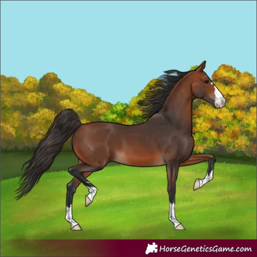 Horse Color:Bay 