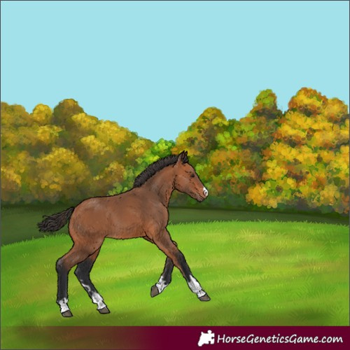 Horse Color:Bay 