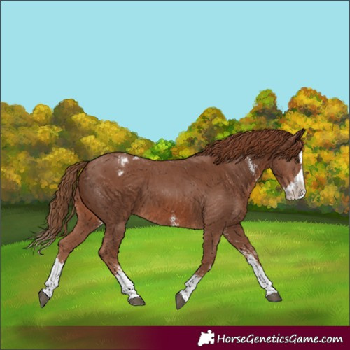 Horse Color:Chestnut Sabino Splash Appaloosa 