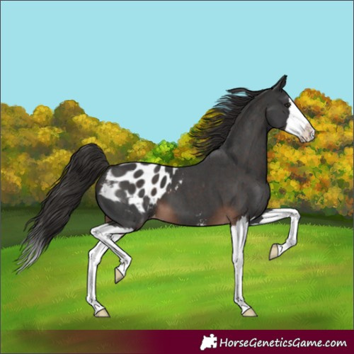 Horse Color:Liver Chestnut Sabino Splash Appaloosa