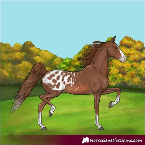 Horse Color:Chestnut Sabino Splash Appaloosa