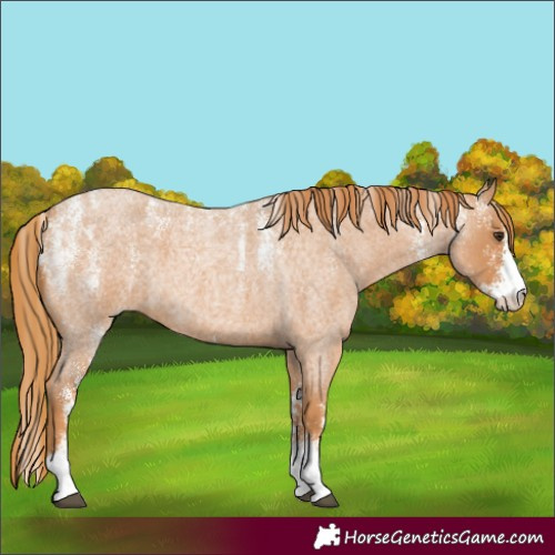 Horse Color:Powder White Red Roan 