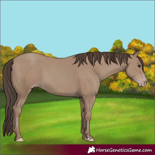 Horse Color:Classic Champagne