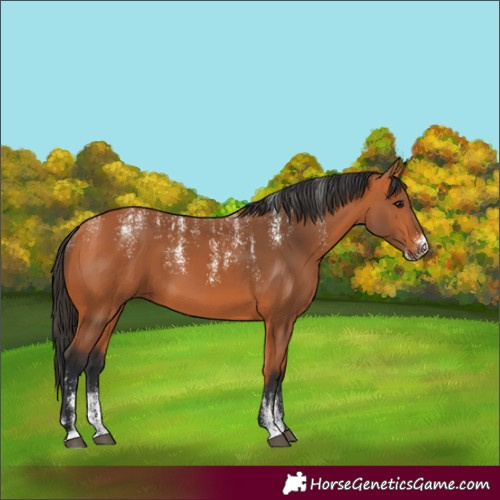 Horse Color:Powder White Bay 