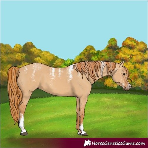 Horse Color:Powder White Red Dun 