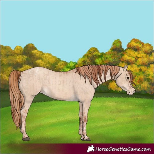 Horse Color:Red Dun Appaloosa and Gold Champagne Dun Appaloosa