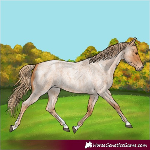Horse Color:Powder White Red Roan 