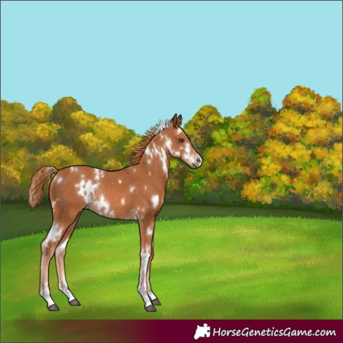 Horse Color:White Spotted Chestnut Rabicano 