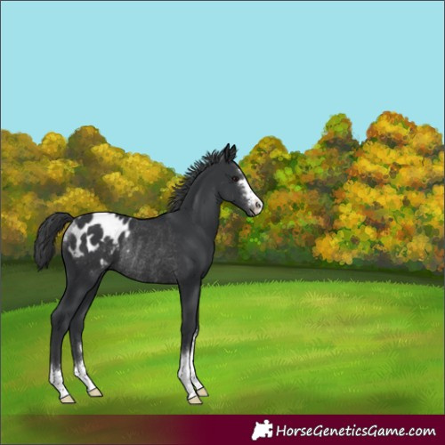 Horse Color:Black Appaloosa Rabicano 